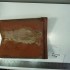 PRODUCT: E-040 > Ludowici 203 Ridge 10 x 14 Brown Smooth (Reclaimed) H/R Shallow
